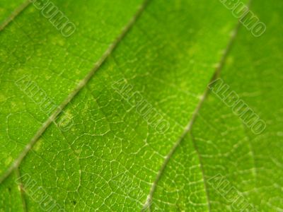 green leaf