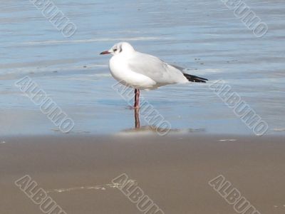 a seagull standing on the wet sand