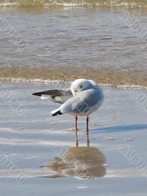 a seagull standing on the wet sand