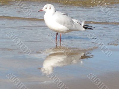 a seagull standing on the wet sand
