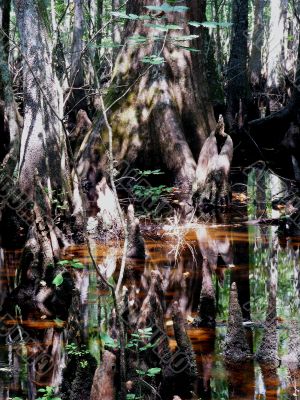 Complicated Swamp Scene