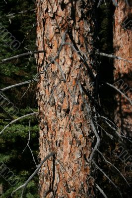 Spruce trunk