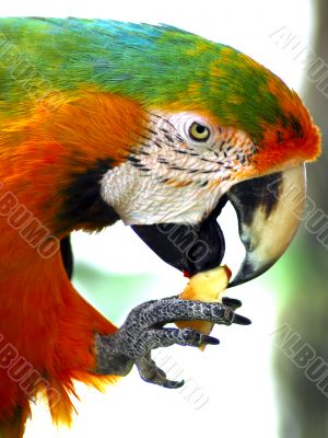 Green Macaw Eating Apple