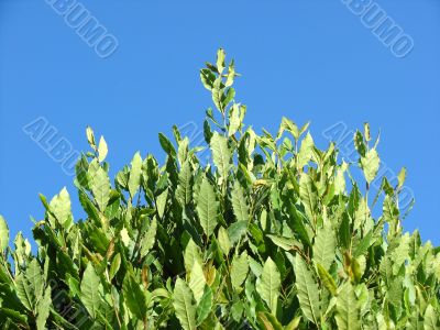 laurel bush