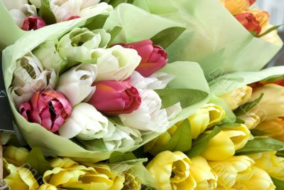 colored tulips from Holland colored tulips from Holland