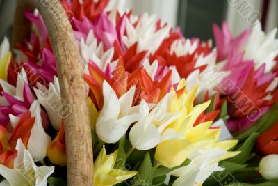 tulips for sale tulips for sale