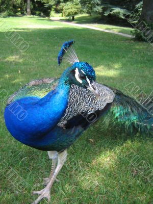 Peacock grace