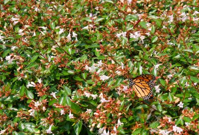 Monarch Butterfly