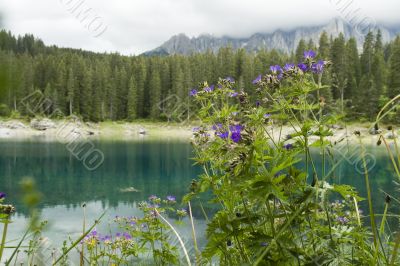 Geranium by lake in mountains
