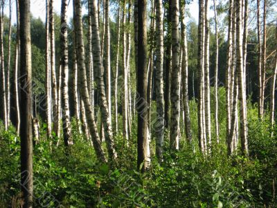 in the deeps of forest