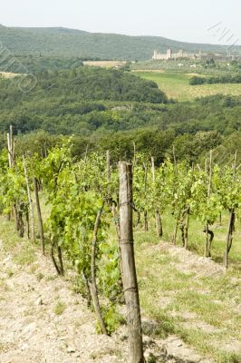 vineyard in Italy