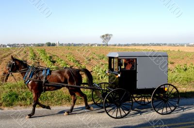 Amish Carriage