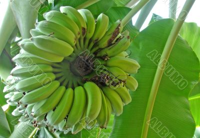 Bunch of Bananas Bunch of Bananas