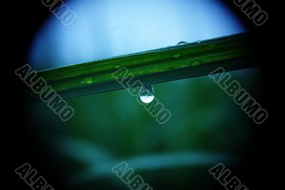 a drop of dew