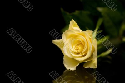 Yellow rose