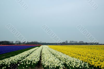 Fields-with-flowers Fields-with-flowers