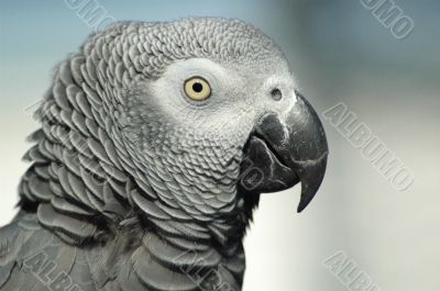 grey parrot