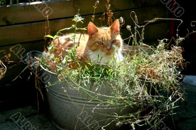 red cat in bucket