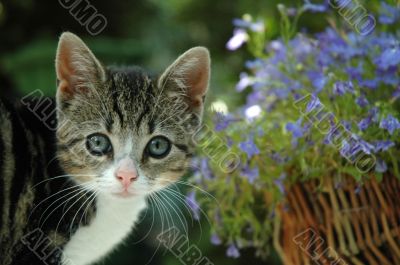 Little cat Little cat