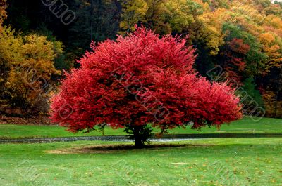 Red Maple Tree