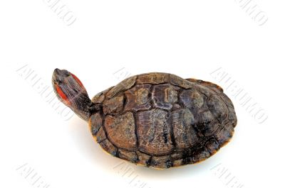 Turtle Turtle