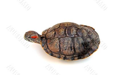 Turtle Turtle