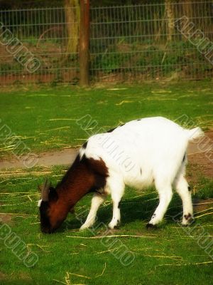 goat goat