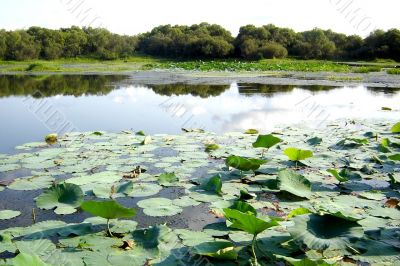 Lotus Lake