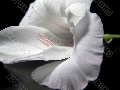 White Gladiola Blossom Close Up White Gladiola Blossom Close Up