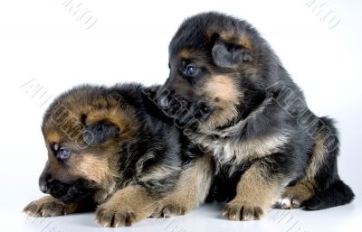 two isolated laying puppies two isolated laying puppies