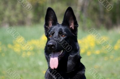 portrait of the black dog