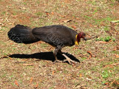 Australian bush turkey