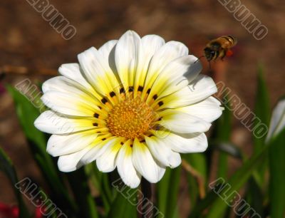 Gazania n bee