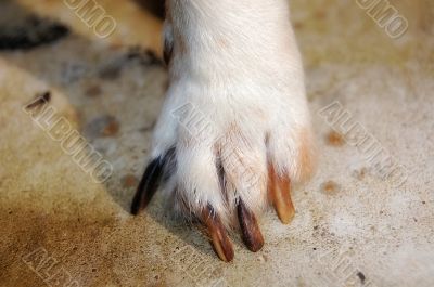 paw of jack russel