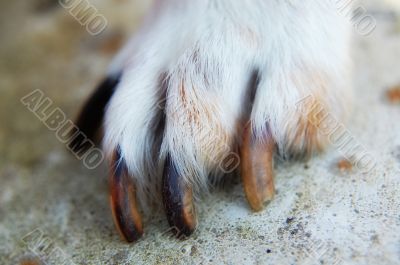 animal paw