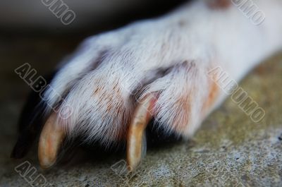 paw of a dog