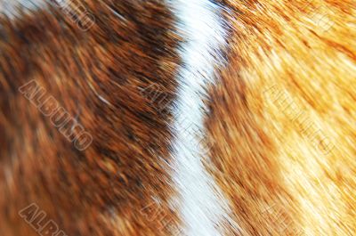 fur background texture