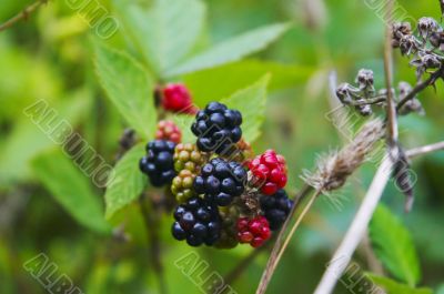 Wild blackberry on the bush