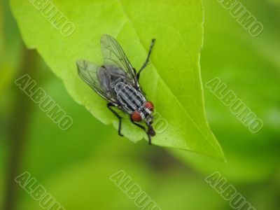 Flesh fly