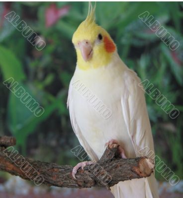 Yellow cockatiel