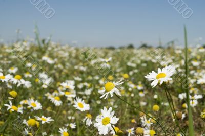 field with daisies