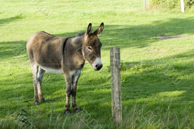 light-brown donkey
