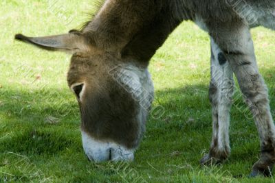 Donkey