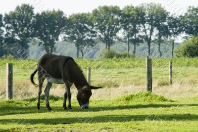 grazing donkey