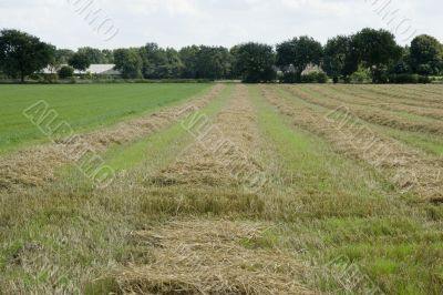 drying hay