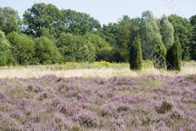 landscape with heath