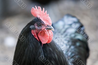 black rooster