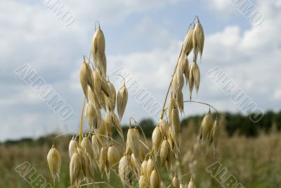 wheat in the field