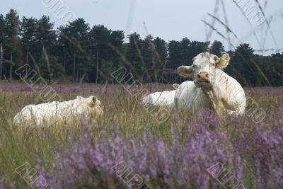 resting white cow