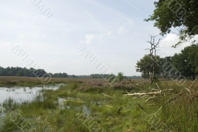 Heather landscape